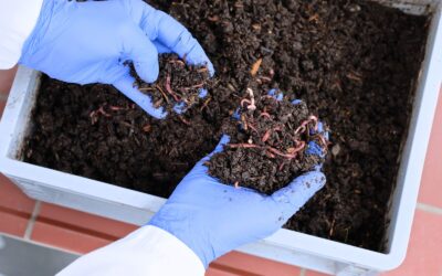 Soil Testing Services